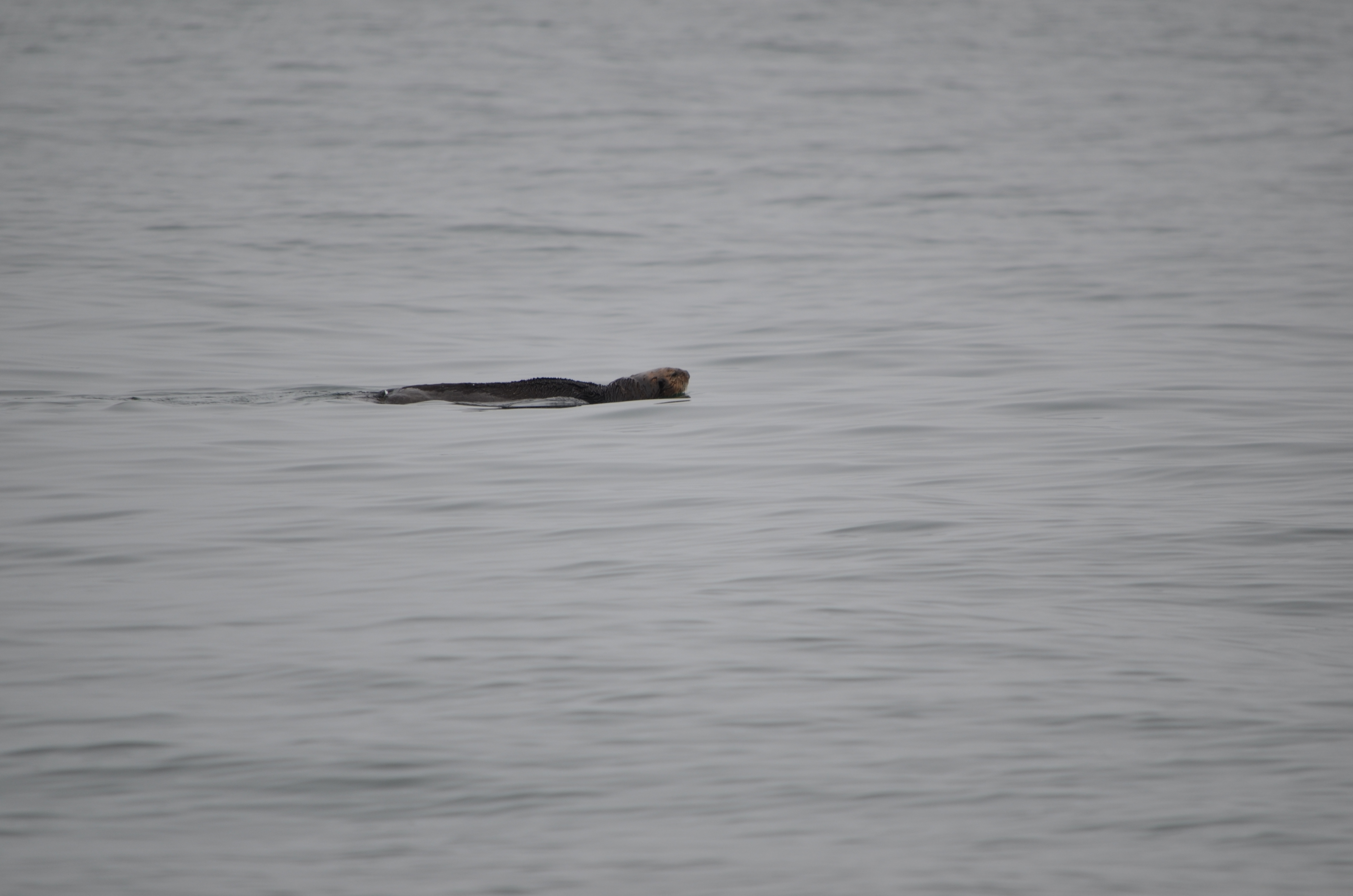 photos/wildlife/Mammal_Species/Sea Otter/DSC_0340.JPG